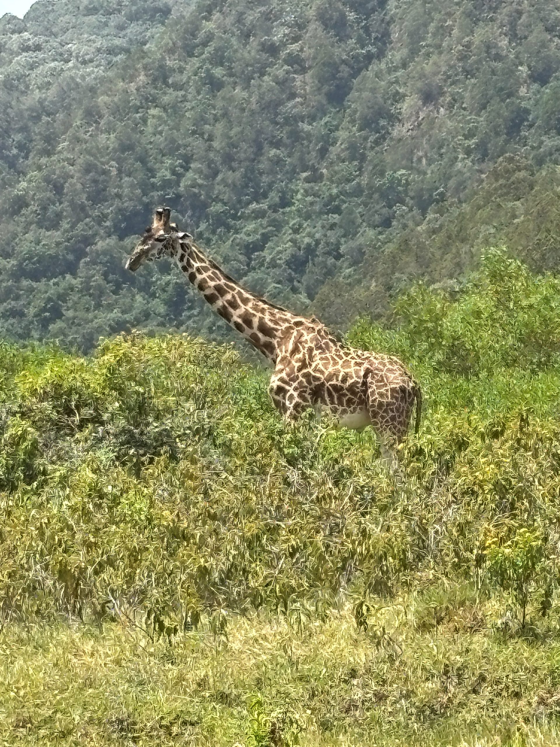 Giraffe browsing against a forested hillside